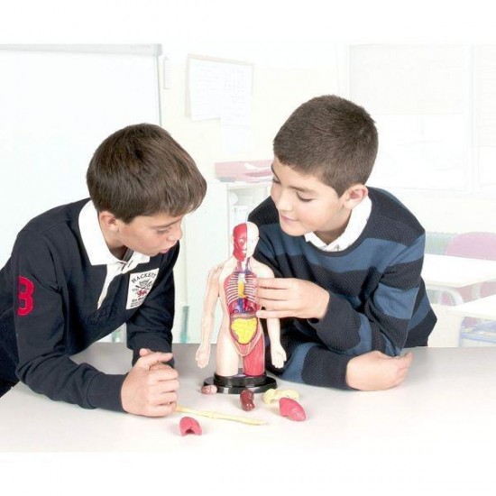 Kit educational mulaj Corpul uman si sistemul digestiv