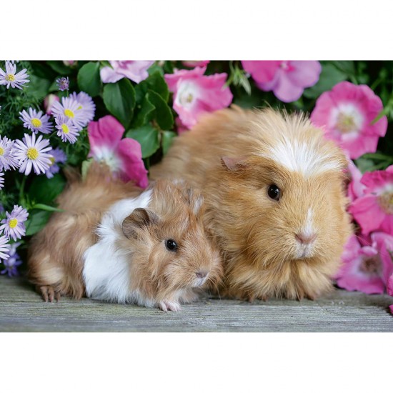 Puzzle porcusor de guinea si iepuras 2x12 piese Ravensburger