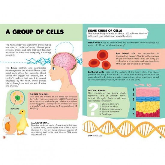 Puzzle 200 piese cu carte - Corpul uman