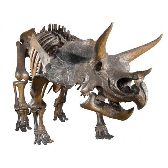 Diapozitive Dinozauri