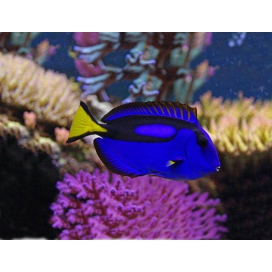 Proiector tip lanterna - Animale marine