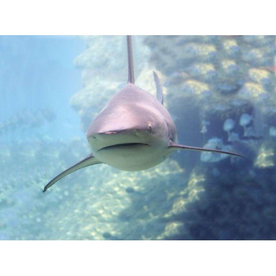 Proiector tip lanterna - Animale marine