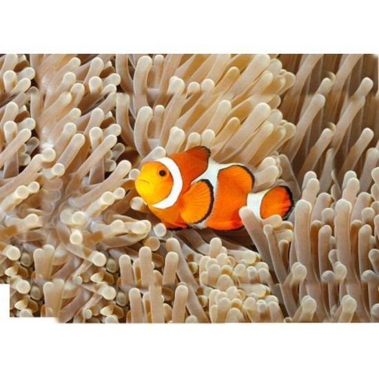 Proiector tip lanterna - Animale marine