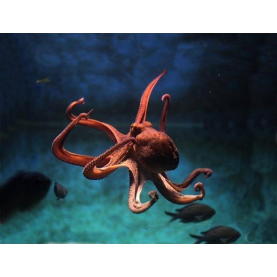 Proiector tip lanterna - Animale marine