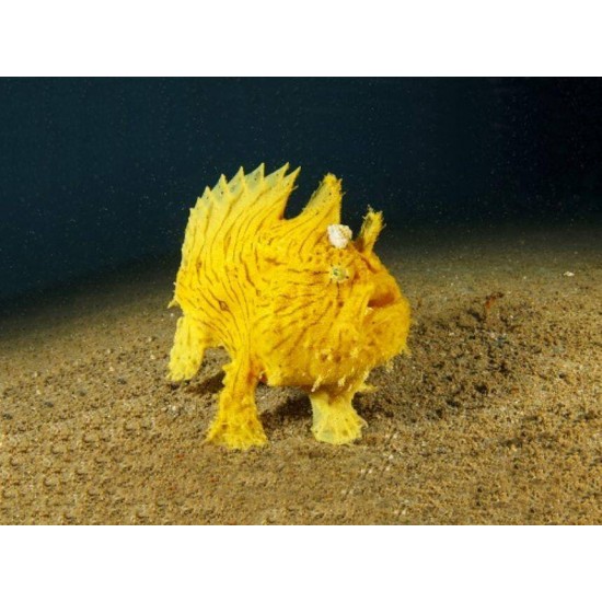 Proiector tip lanterna - Animale marine