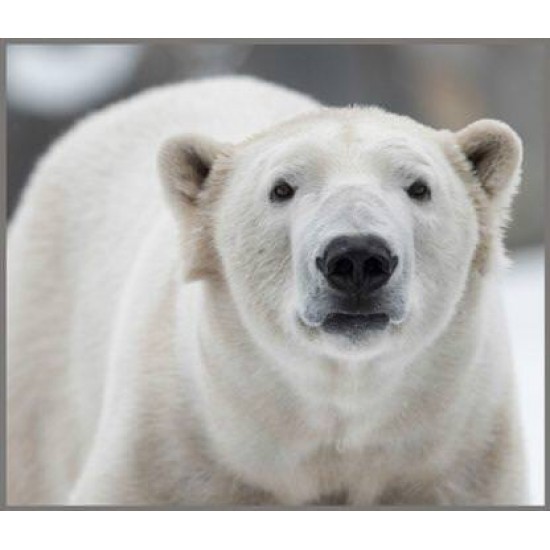 Proiector tip lanterna - Animale periculoase