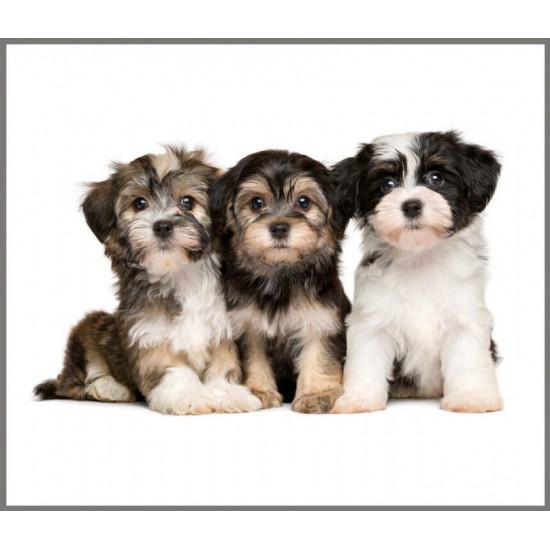 Proiector tip lanterna - Animalute simpatice