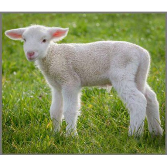 Proiector tip lanterna - Animalute simpatice