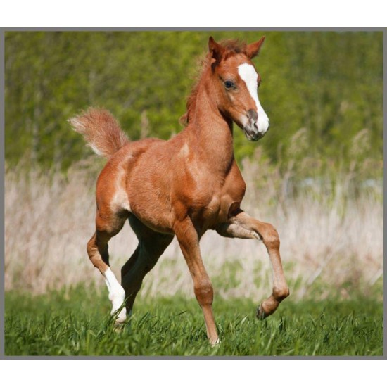 Proiector tip lanterna - Animalute simpatice