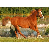 Puzzle Trefl - Frumosii cai 500 piese