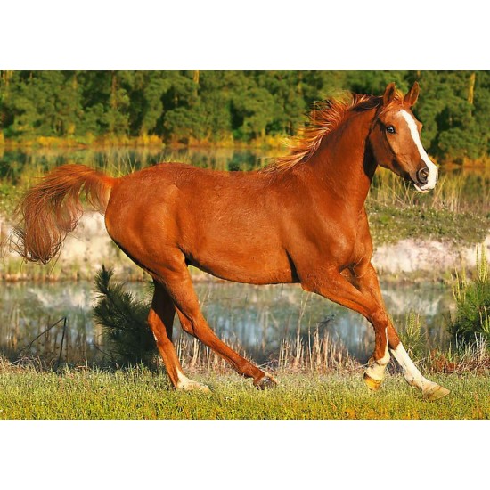 Puzzle Trefl - Frumosii cai 500 piese