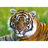 Puzzle Trefl Tigru 500 piese