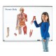 Corpul uman - Set magnetic educativ