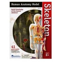 Sablon corp uman - Schelet