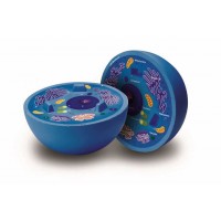 Sectiunea celulei animale - Learning Resources