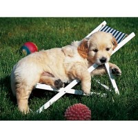Puzzle Golden Retriever 500 Piese